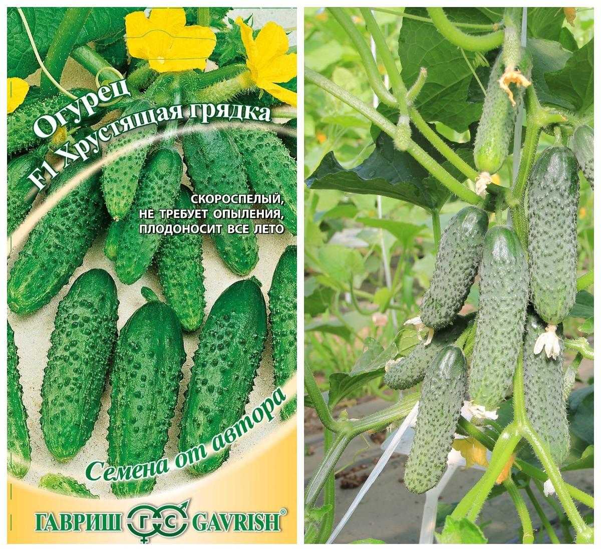 Лучшие сорта огурцов на 2024 год: самые вкусные и урожайные