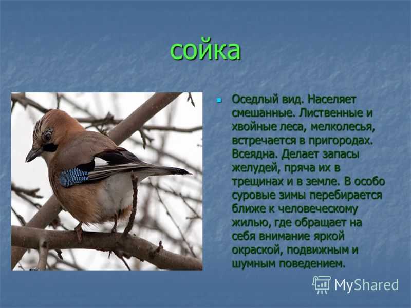Сойка — друг садоводу или не очень? образ жизни, польза и вред. фото — ботаничка