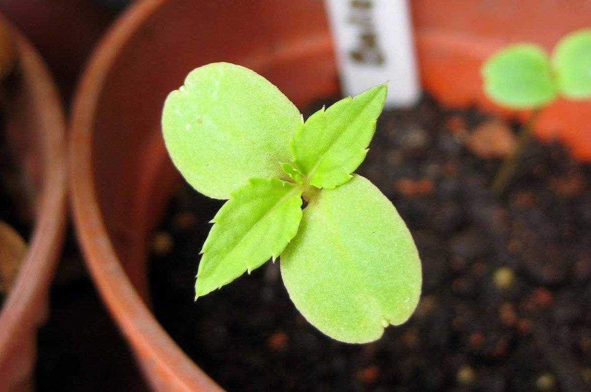 Как вырастить кроссандру из семян в домашних условиях