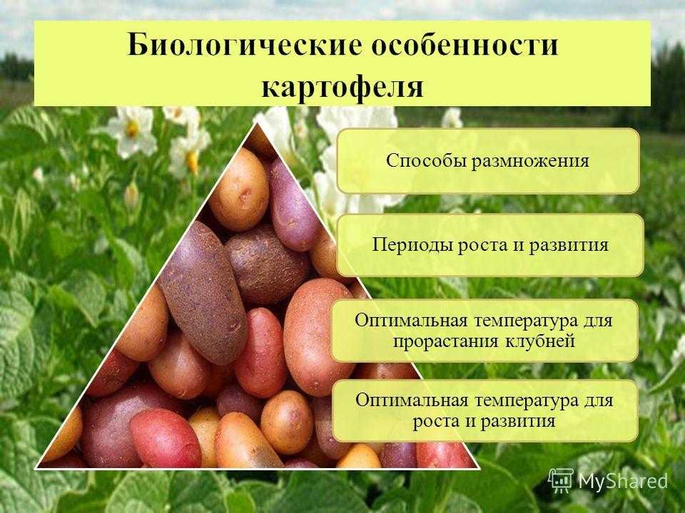 Выращивание картофеля из семян