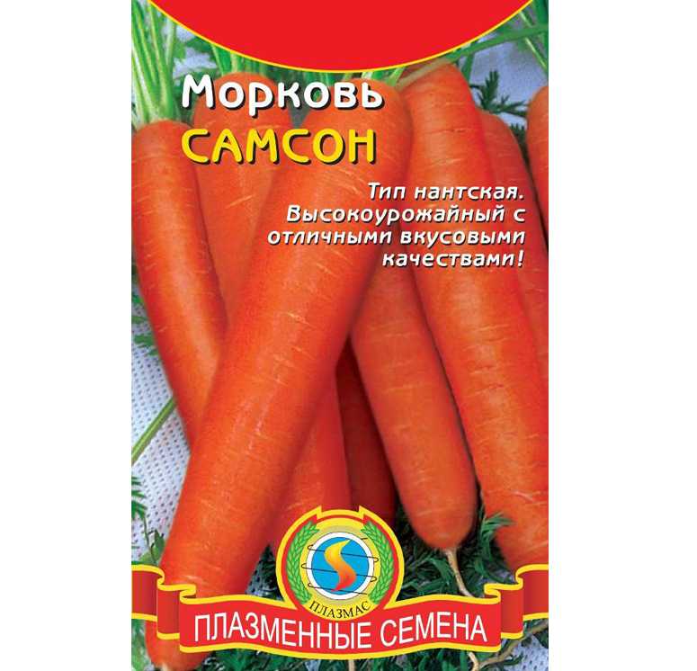 Популярный в россии сорт моркови самсон – характеристика, особенности выращивания