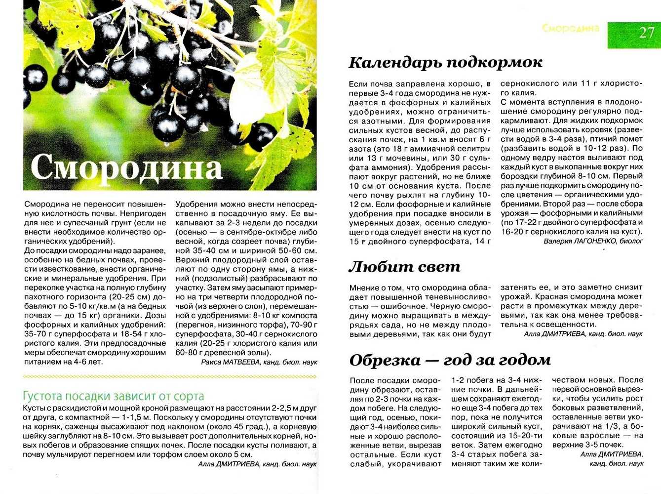 Чем подкормить малину весной в 2024 году для хорошего урожая: народные средства, до цветения в мае, во время цветения