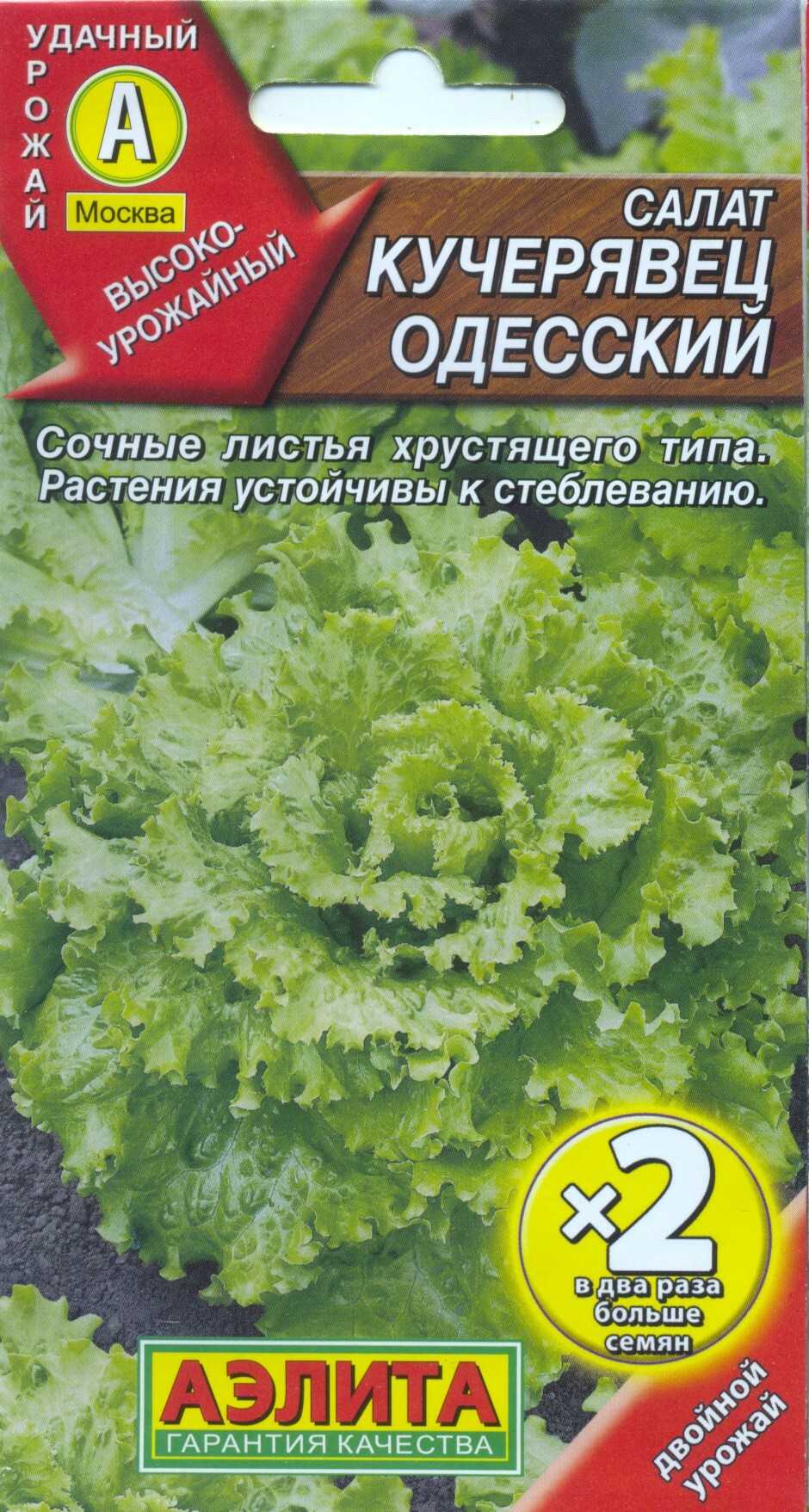 Салат одесский кучерявец выращивание