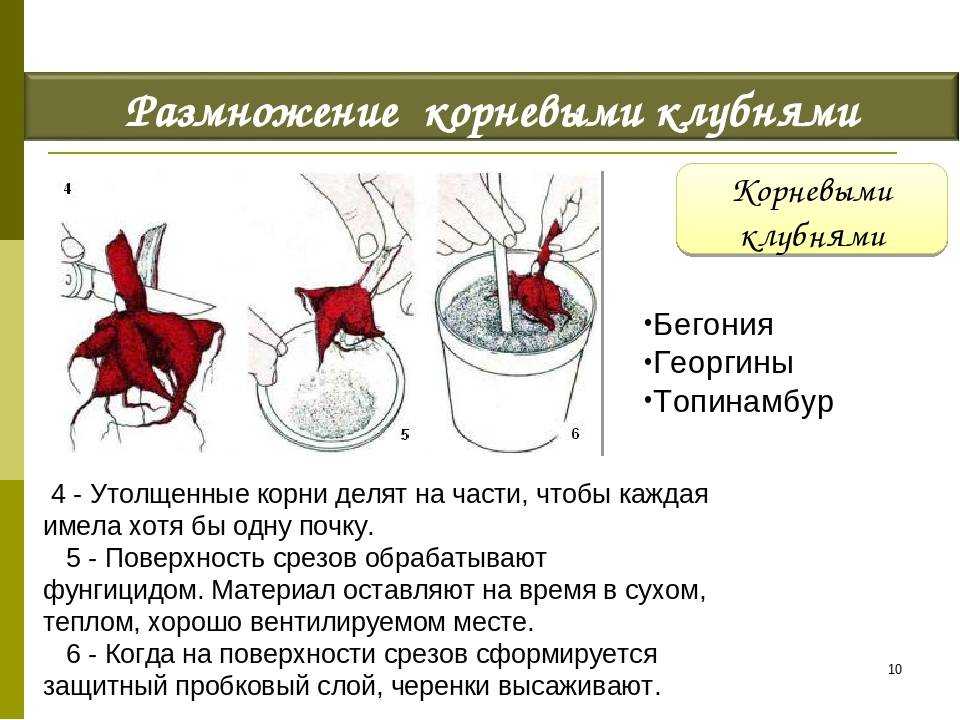 Как размножить бегонию в домашних условиях: листом, черенками в воде и субстрате, клубнем и другие способы и секреты