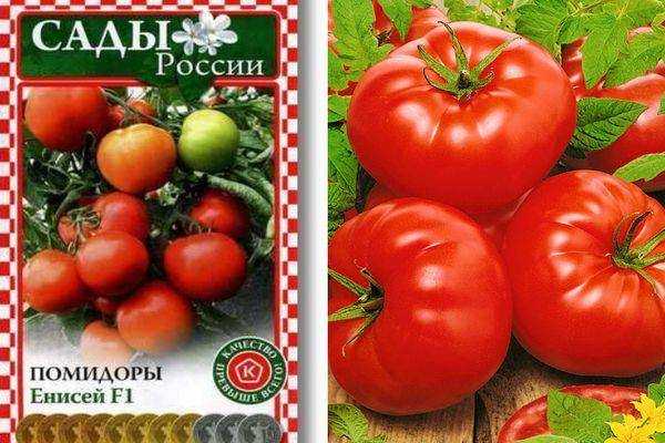 Сорта позднеспелых томатов: описания лучших и их выращивание
