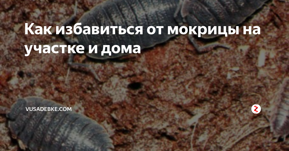 Трава мокрица. полезные свойства и применение