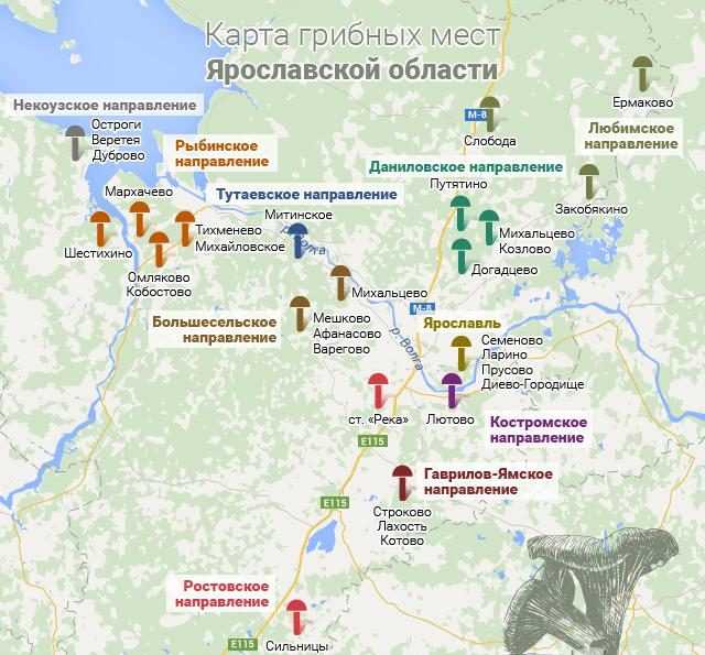 Грибы в подмосковье 2024