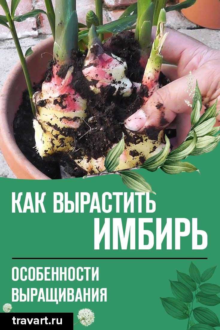 Посадка имбиря в открытый грунт: можно ли вырастить в огороде, как правильно сажать семена и корень на даче, как быть, если пряность дала росток, что делать, и уходдача эксперт