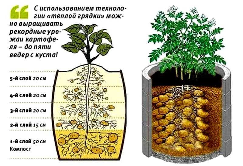 Особенностти выращивания огурцов в мешках: описание процесса пошагово | огородник