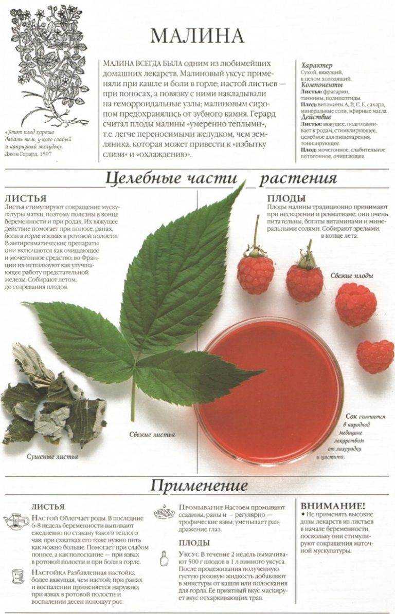 Чаи из замороженных ягод - их польза и способы приготовления - dolio.rudolio.ru