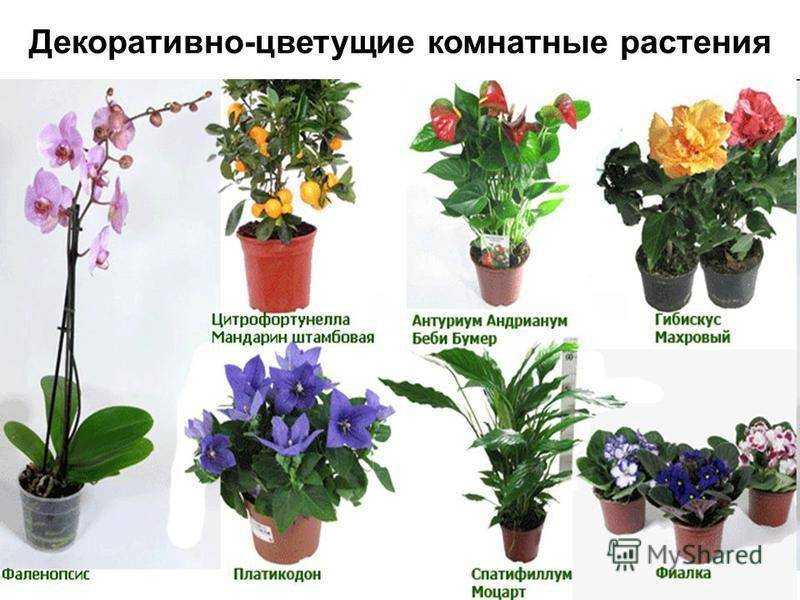 Самые красивые комнатные цветы: названия и фото