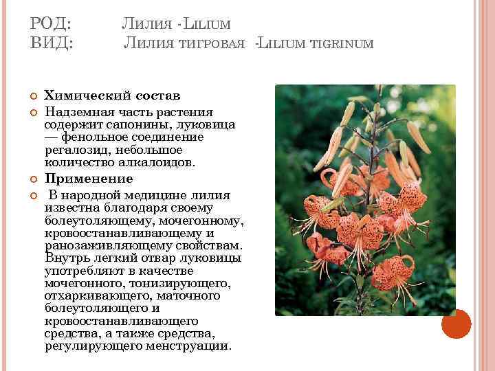 Всё о лилиях: сорта, посадка, уход и выращивание в домашних условиях :: инфониак