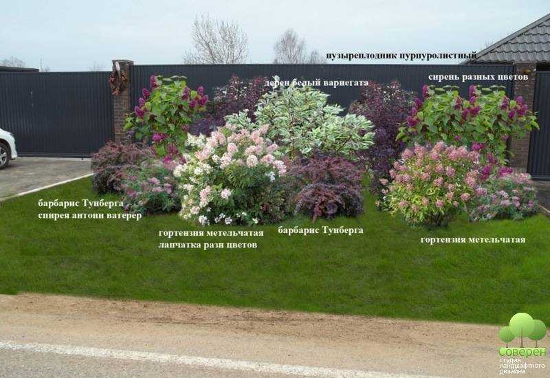 Дерен пестролистный – посадка и уход