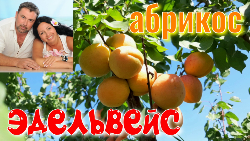 Эдельвейс: описание, посадка и уход, выращивание из семян