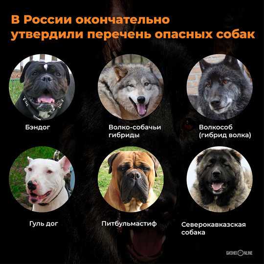 Русский охотничий спаниель: описание, характер, содержание и дрессировка породы