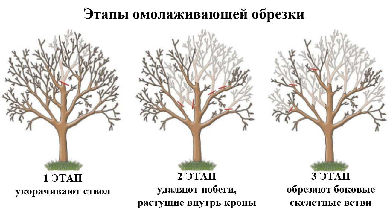 Береза — русское дерево