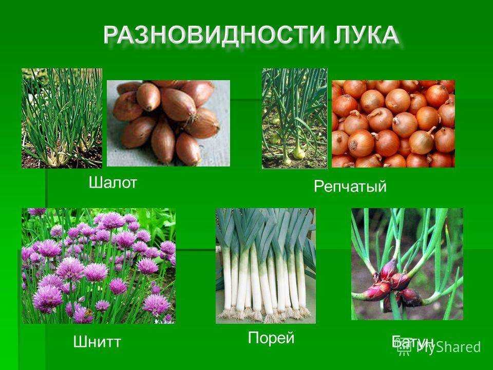 Виды лука: фото с названиями, характеристики