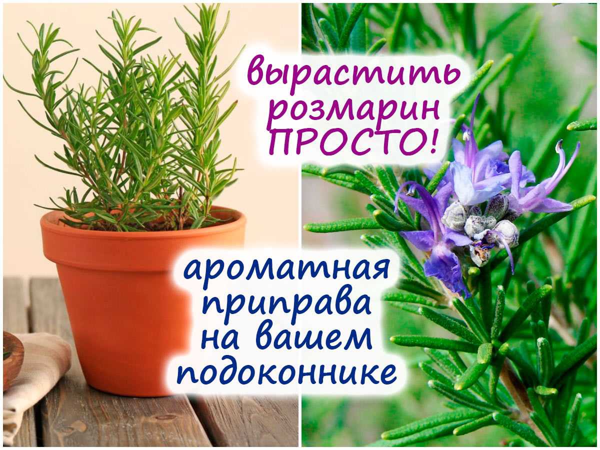 Размножение розмарина черенками: правила выращивания