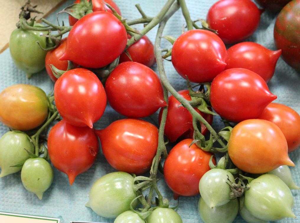Описание томата сладкий поцелуй, посадка и выращивание сорта