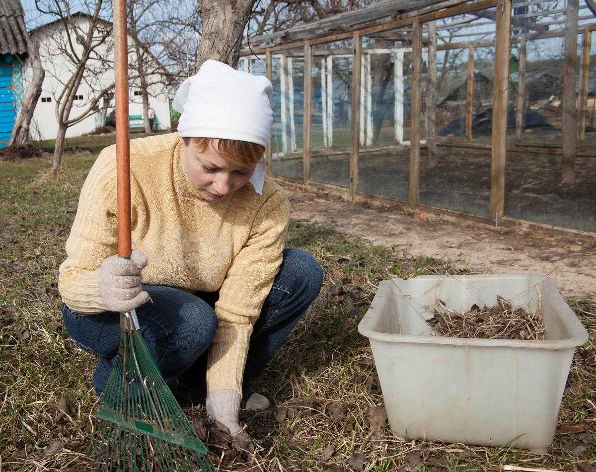 Календарь ухода за клубникой с весны до осени