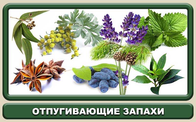 Чего боятся тараканы в квартире и какой запах отпугивает тараканов