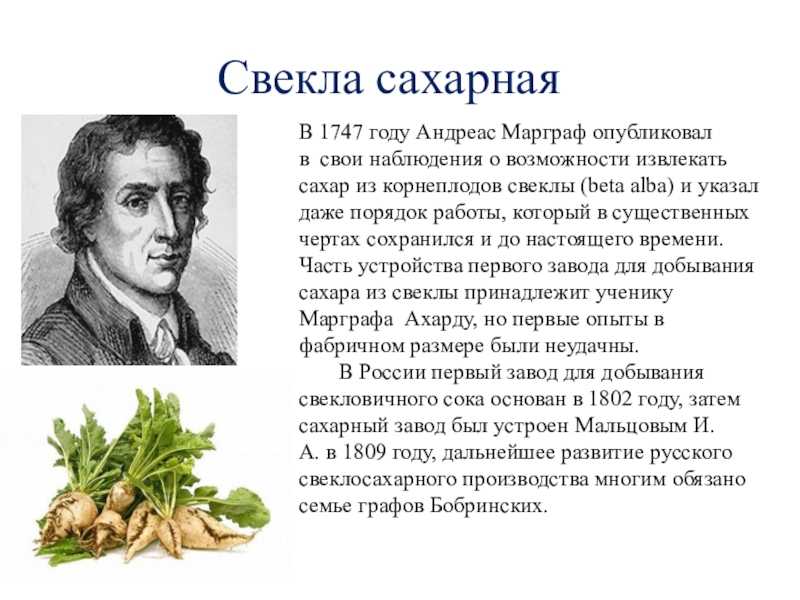 Все о свекле. что это за растение, откуда оно, его виды, где возделывают, чем полезно?