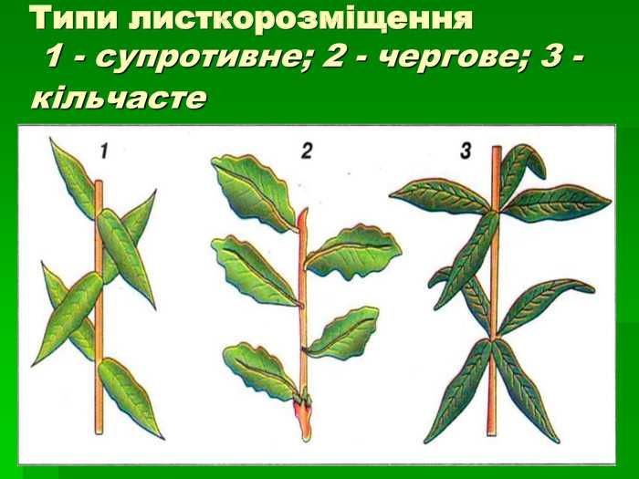 Ясень — все о дереве