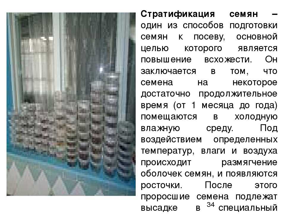 Стратификация семян