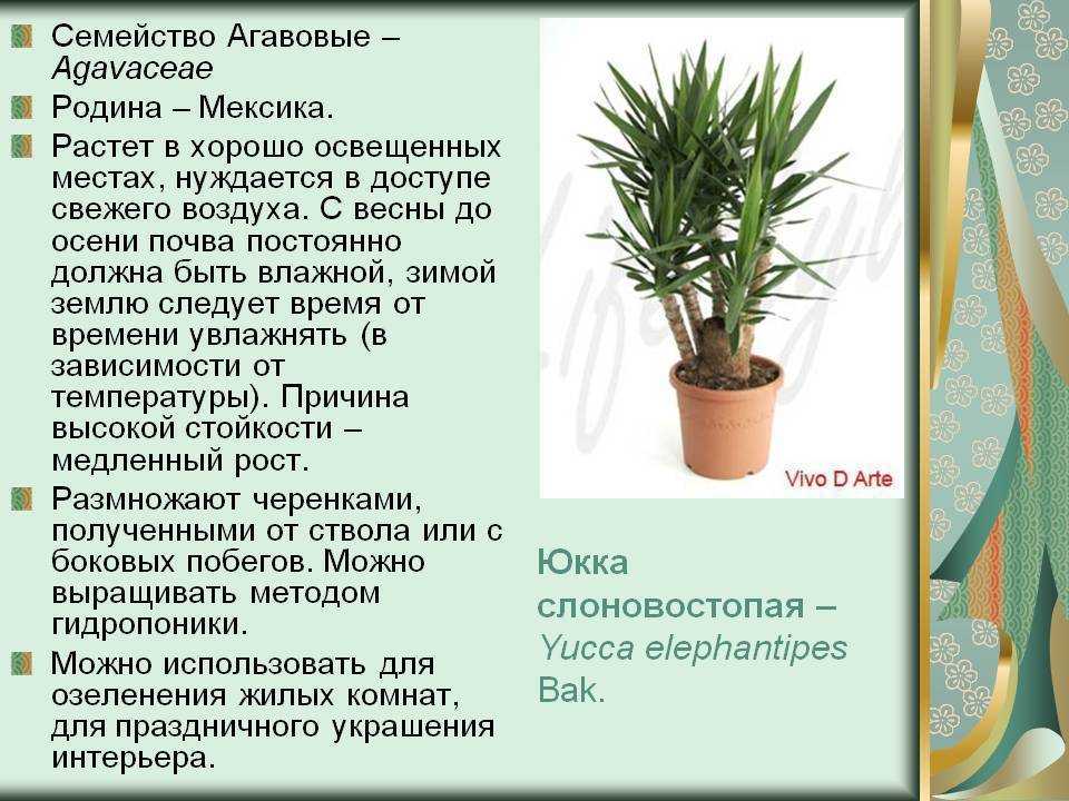 Юкка: уход в домашних условиях, размножение и пересадка пальмы - sadovnikam.ru