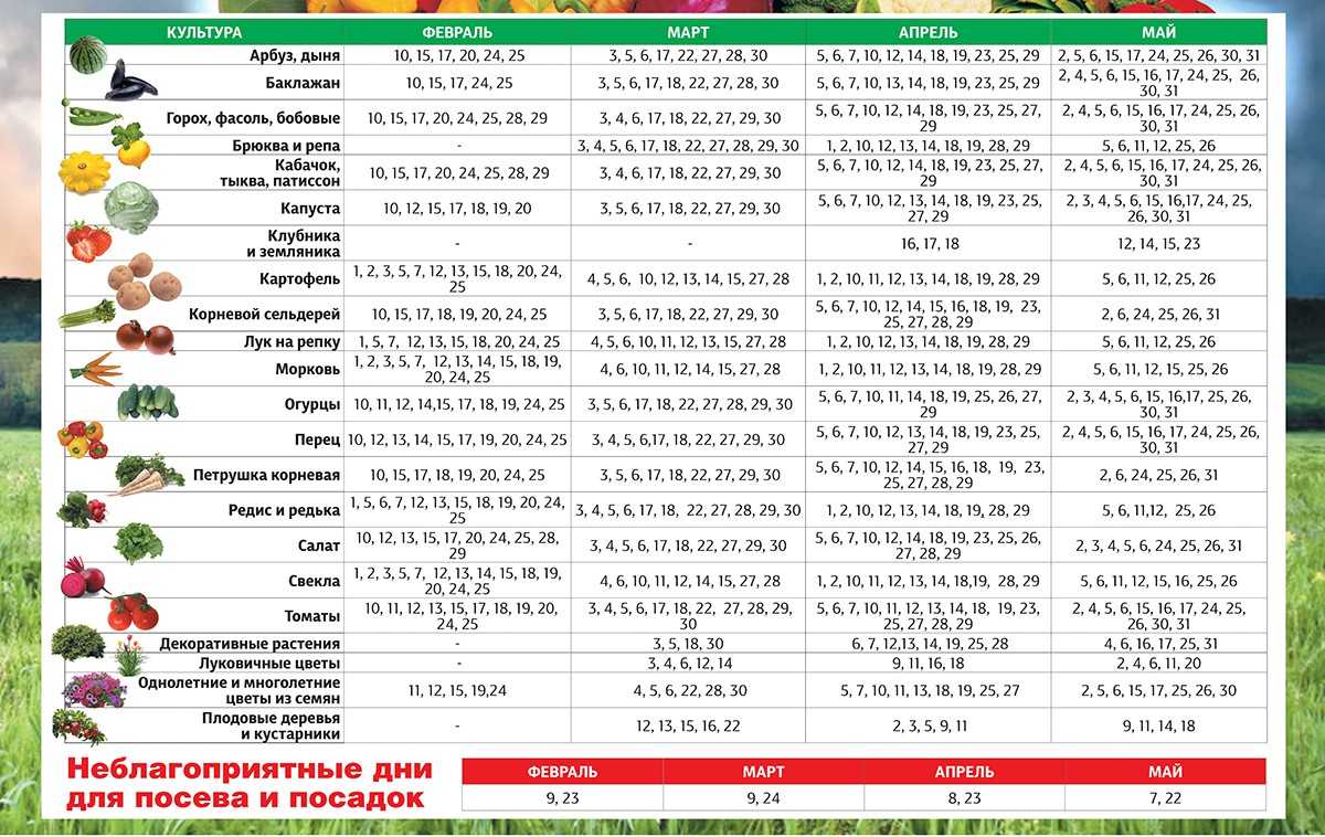 Сроки и правила уборки репчатого лука в средней полосе, сибири, на урале, в подмосковье