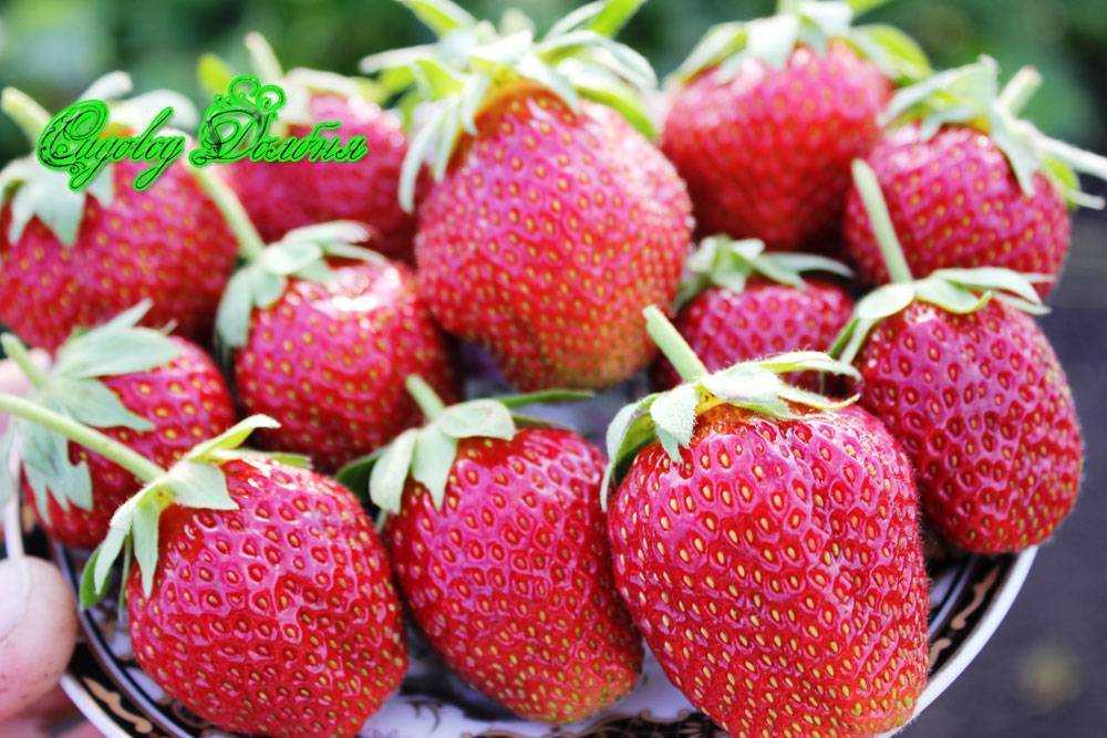 Лучшие сорта клубники на 2021 год: самые вкусные, урожайные, новые, сладкие, крупные - огород-365