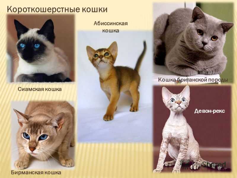 Как определить породу кошки: советы и фотопримеры