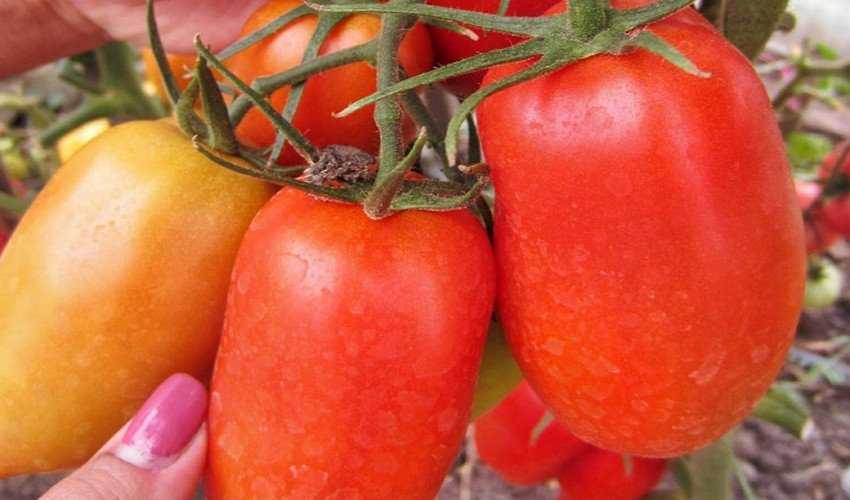 Томат царское искушение: отзывы, фото, урожайность