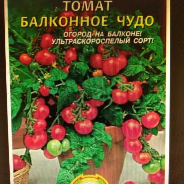 Горшечные сорта и гибриды томатов для домашнего огорода