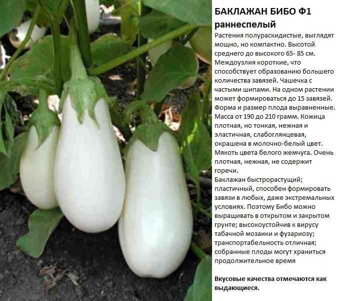 Плюсы и минусы баклажана «бибо» и руководство по его выращиванию