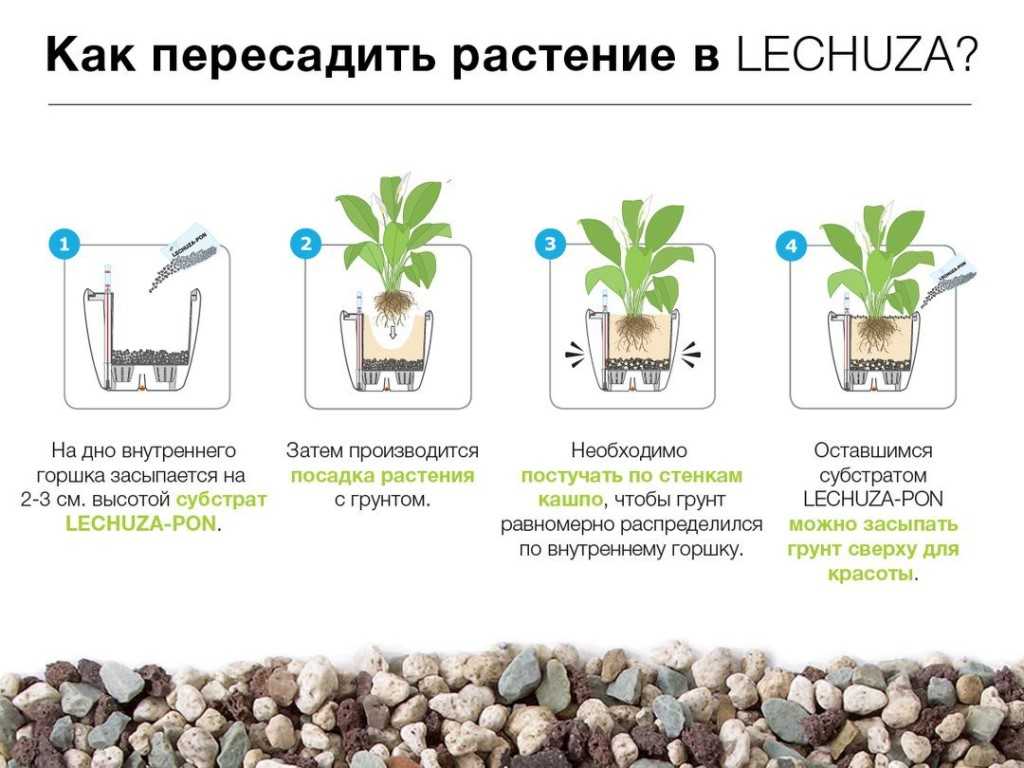 Такка уход в домашних условиях, фото цветка, пересадка, полив, описание