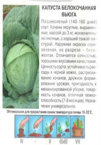 Капуста вьюга: описание сорта, отзывы, фото и характеристики