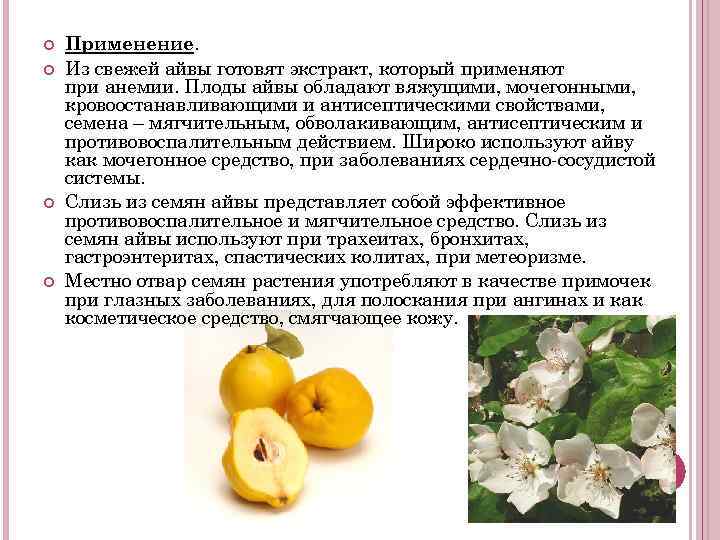 Хеномелес (айва японская): посадка и уход, обрезка