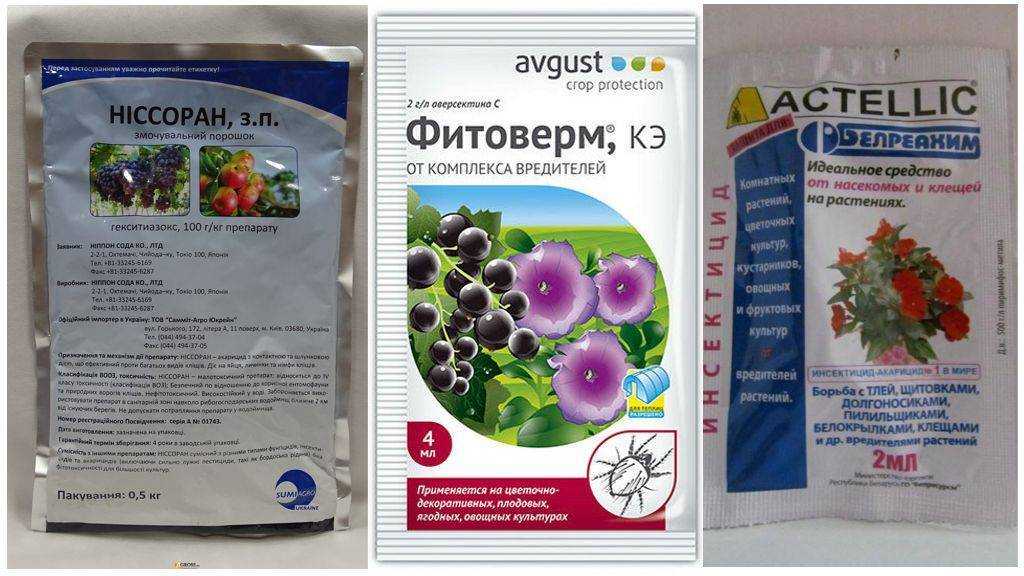 Паутинный клещ на расссаде помидор: что делать