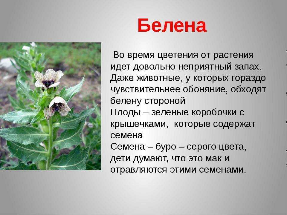 Красота и коварство — ядовитые растения в садовом дизайне. названия и описания опасных растений и цветов. фото — ботаничка