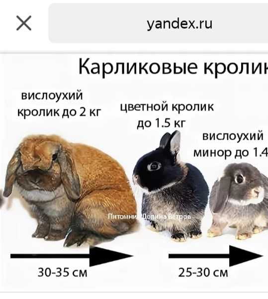 Декоративные кролики: уход и содержание в домашних условиях
