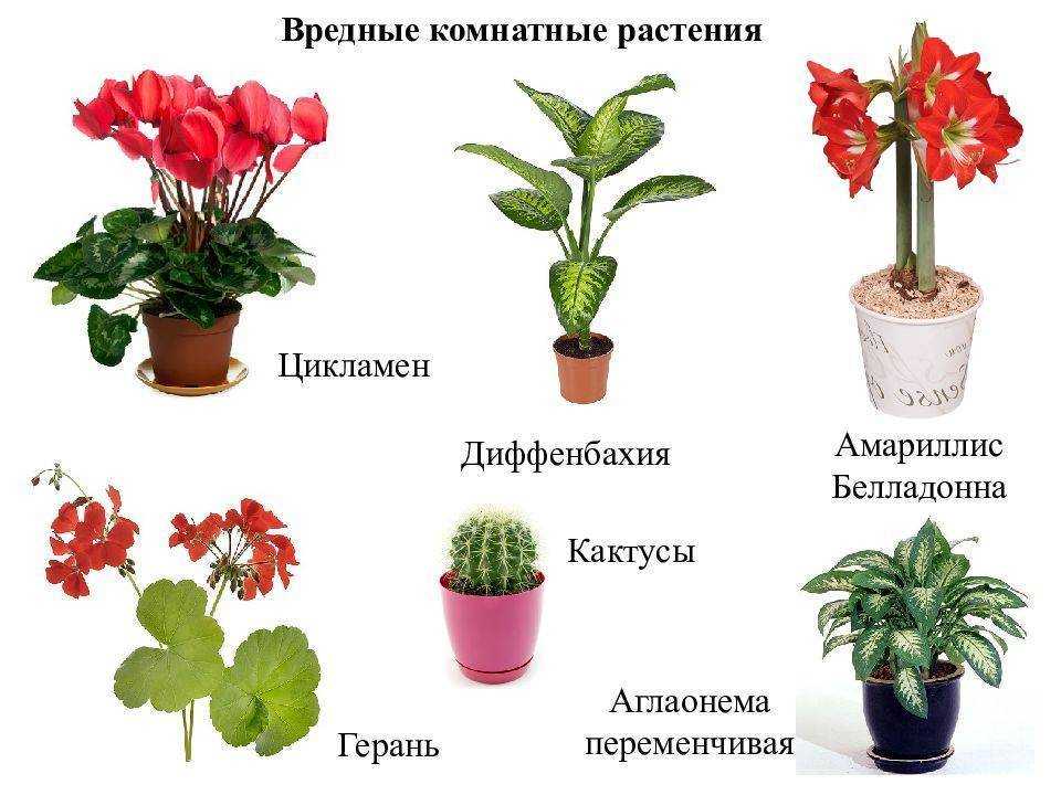 Осторожно, эти комнатные растения ядовиты!