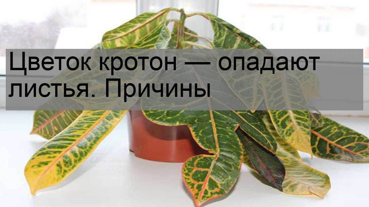 Кротон: уход, размножение, виды