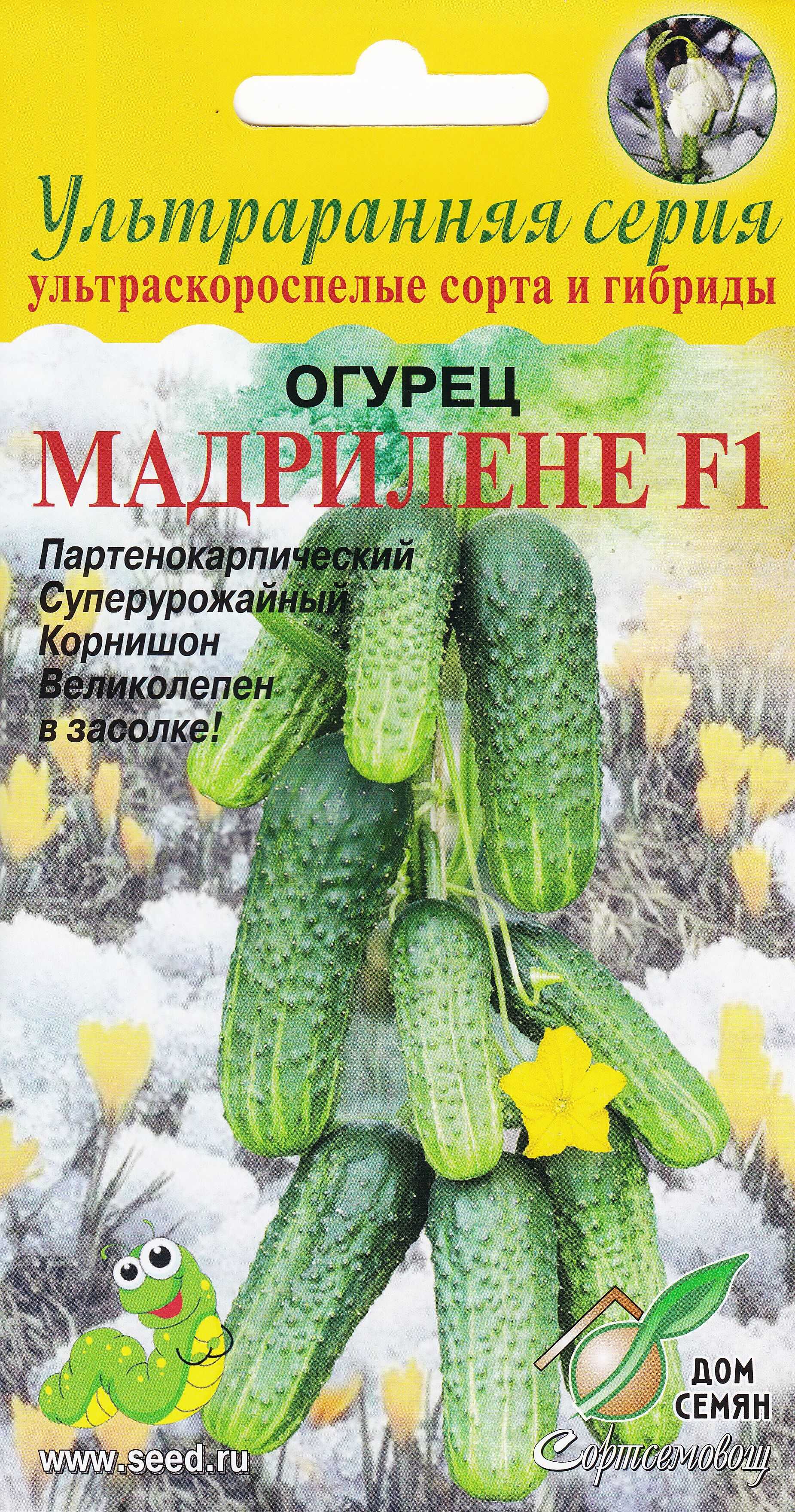 Огурец метелица f1: характеристика и описание гибридного сорта с фото