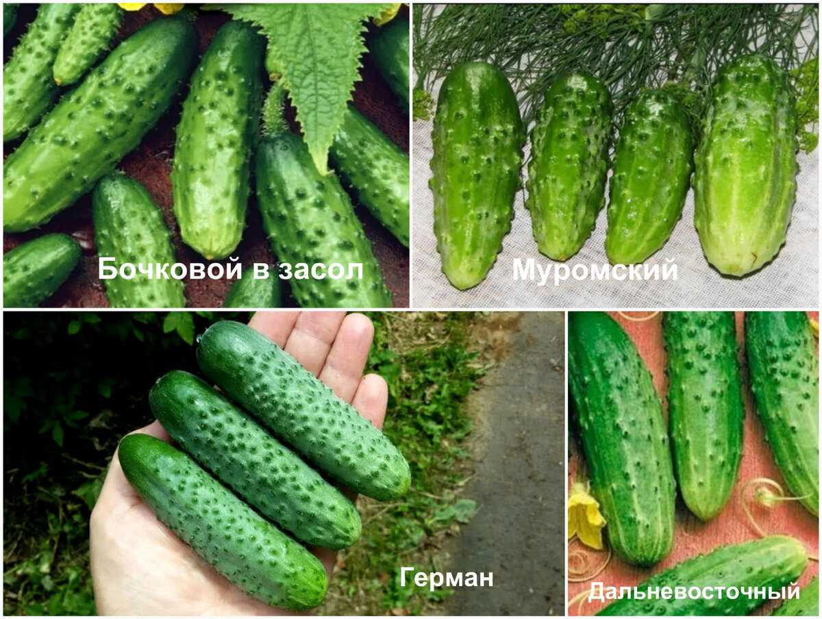 Огурец санькина любовь описание | мой сад и огород