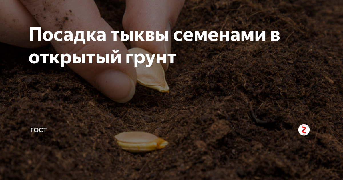Посадка тыквы на рассаду в 2024: выбираем благоприятные дни