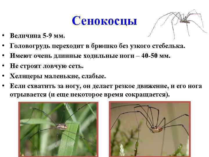 Сенокосец — паук, который пауком не является, фото косиножки