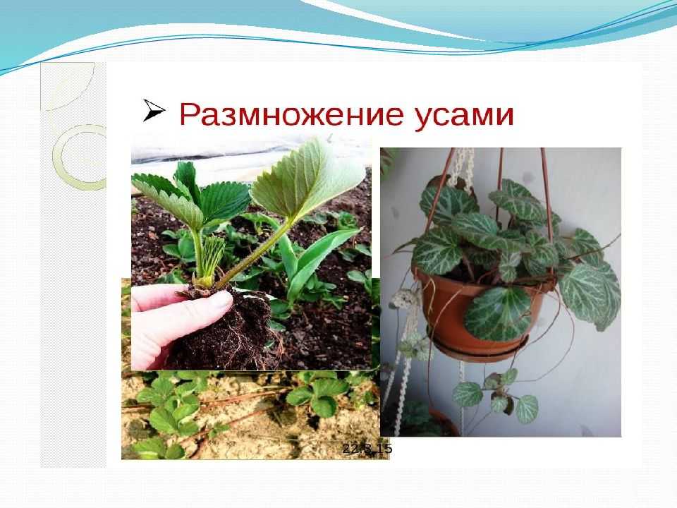 Размножение комнатных растений различными способами. как быстро и просто размножать красивые комнатные растения