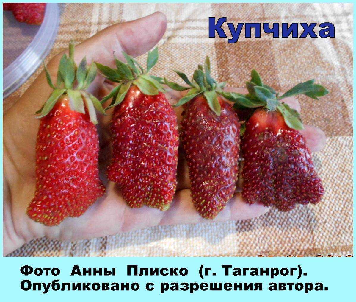 Клубника купчиха — урожайный гибрид от российских селекционеров