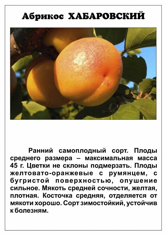 Зимостойкие сорта абрикосов: какой сорт лучше посадить в регионах с морозными зимами